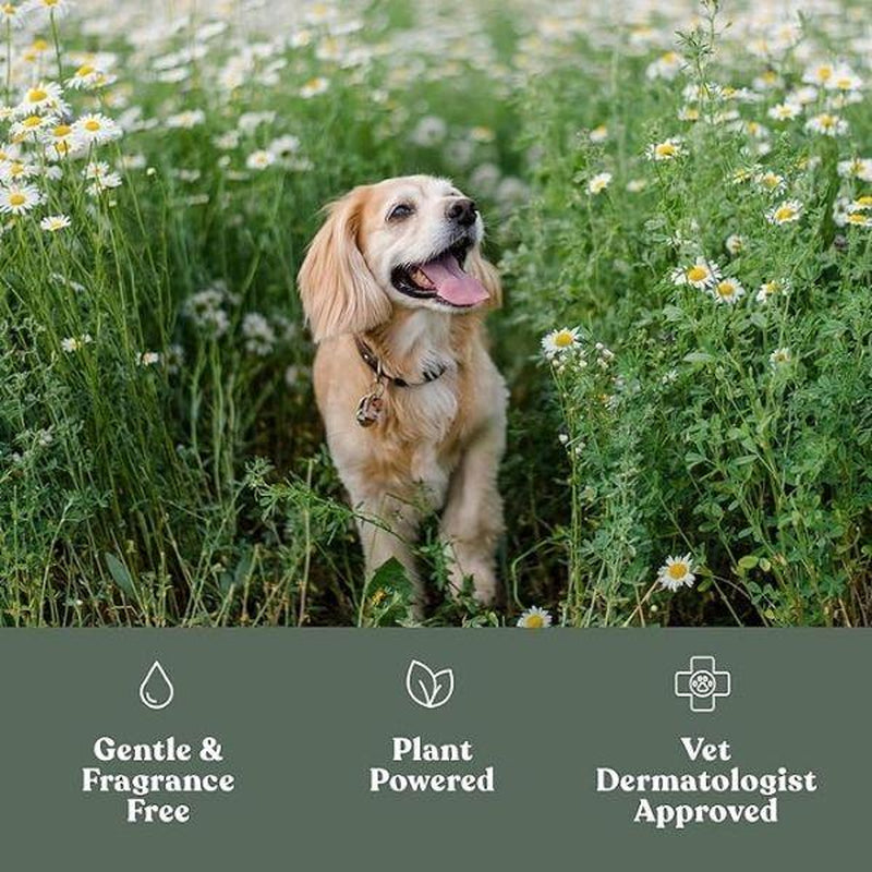 Dandylion Clean Paws No-Rinse Foaming Paw Cleanser for Dogs – Gentle Brush-On, Fragrance-Free, Vegan, Cruelty-Free, Plant-Based, No Mess, 5 Fl Oz